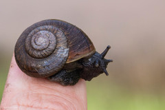 Helminthoglypta diabloensis