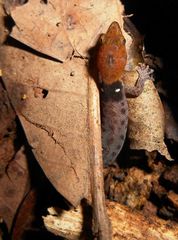Sphaerodactylus vincenti