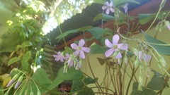Ionoxalis