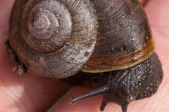 Helminthoglypta diabloensis