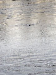 Lophodytes cucullatus