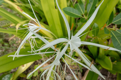 Hymenocallis caribaea