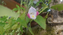 Torenia fournieri