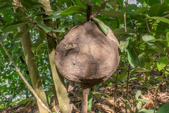 Nasutitermes corniger