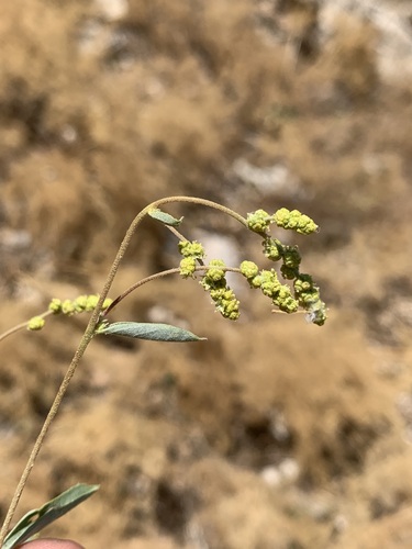 Atriplex lasiantha