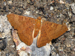 Emesis mandana