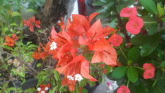 Bougainvillea