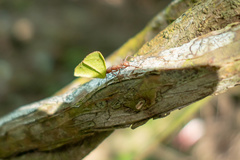 Acromyrmex octospinosus