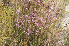 Erica gnaphaloides