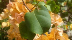 Bougainvillea