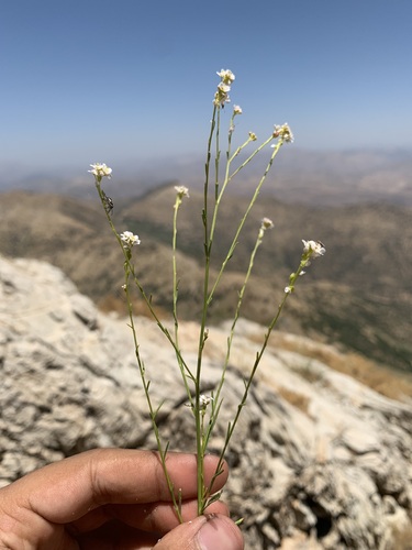 Lepidium persicum