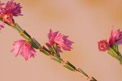 Erica gnaphaloides