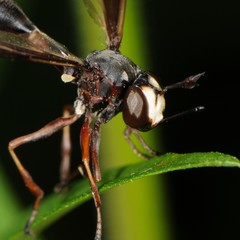 Physocephala furcillata