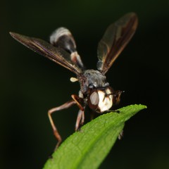 Physocephala furcillata