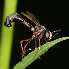 Physocephala furcillata