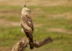 Nisaetus cirrhatus ceylanensis
