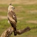 Ceylon Hawk-Eagle - Photo (c) swgarnett, some rights reserved (CC BY-NC), uploaded by swgarnett