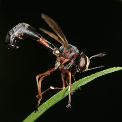 Physocephala furcillata