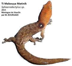 Sphaerodactylus