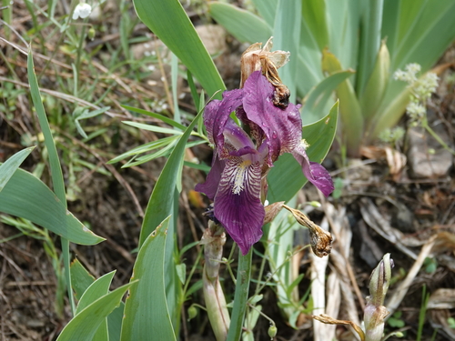 Iris taochia
