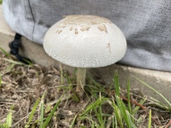 Chlorophyllum molybdites image