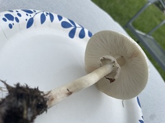 Chlorophyllum molybdites image