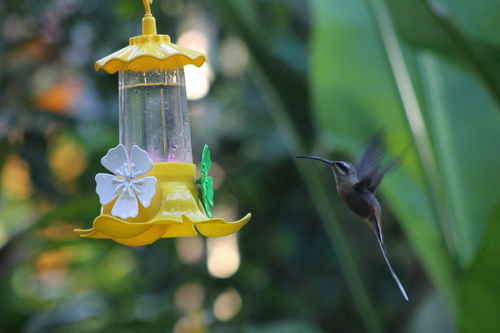 Planalto Hermit
