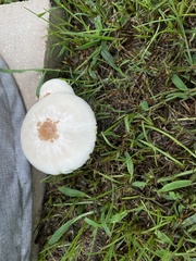 Chlorophyllum molybdites image