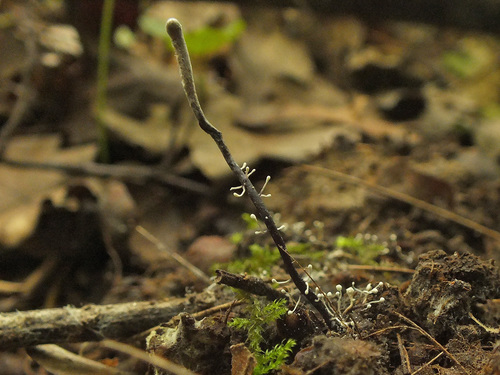 Ophiocordyceps entomorrhiza image