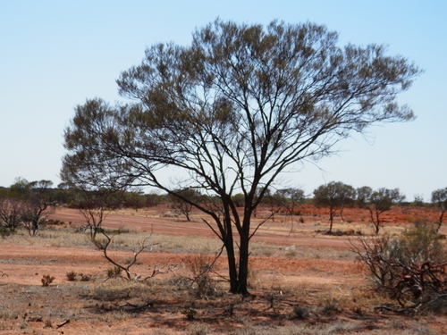 Broad-winged Mulga (Acacia pteraneura)