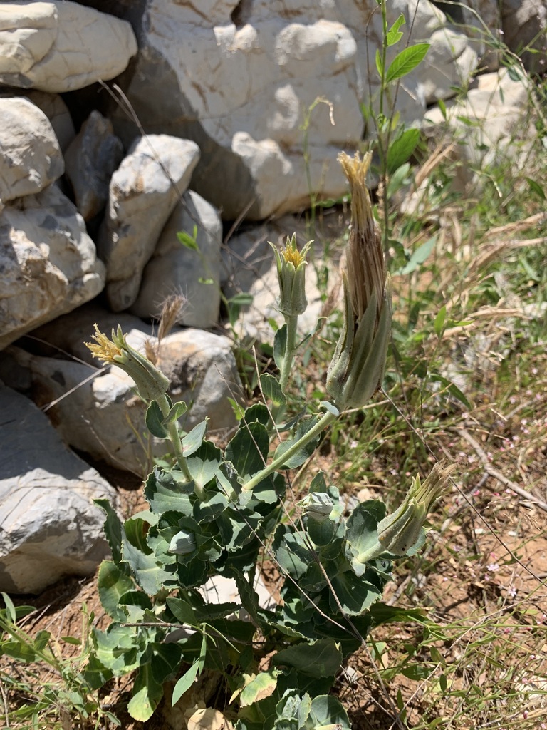 Goat's beard