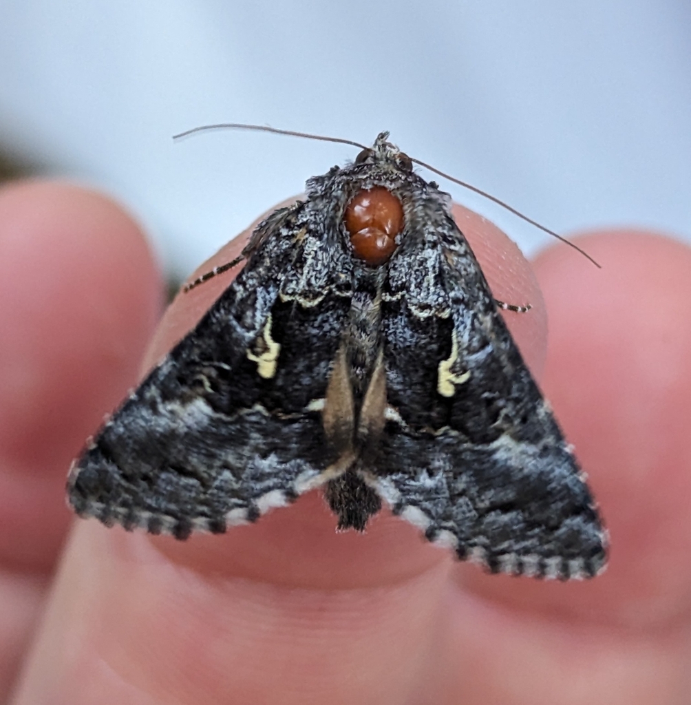 Syngrapha celsa