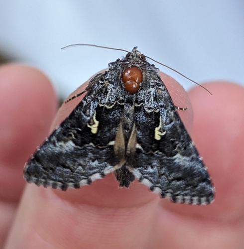 Syngrapha celsa