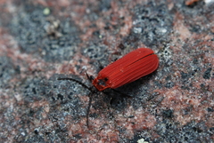 Dictyoptera aurora