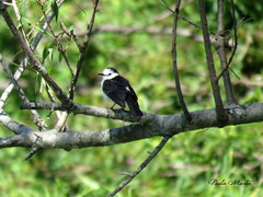 Fluvicola albiventer