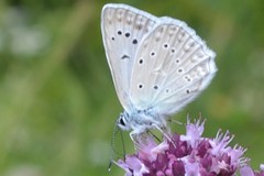 Polyommatus daphnis