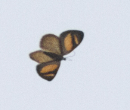 Eutrepsia v-album