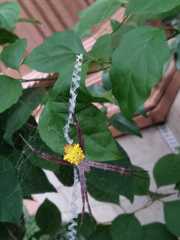 Argiope appensa