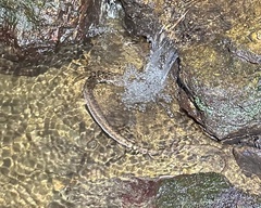Yaeyama Keelback photo 2