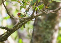 Psilopogon rubricapillus