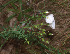 Linum monogynum monogynum