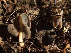 Helvella ephippium