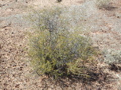 Acacia andrewsii