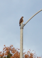 Buteo jamaicensis