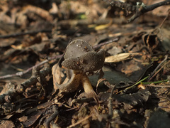 Helvella ephippium