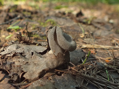 Helvella ephippium