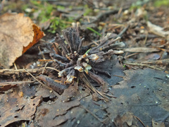 Thelephora penicillata