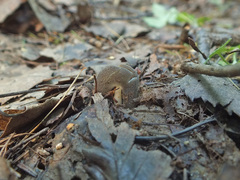 Helvella ephippium
