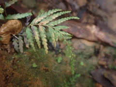 False aralia (Tapeinidium)