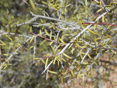 Acacia andrewsii